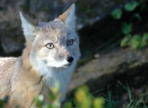 Corsac fox