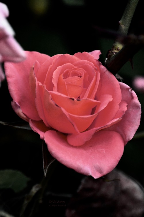 love-abia:  Life Among Thorns by Abi Ashra (Tumblr) 