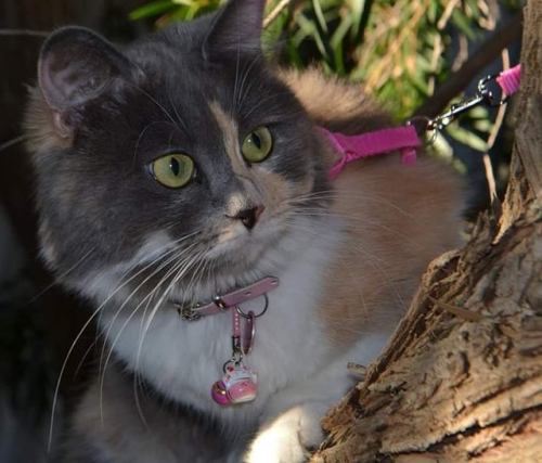 Sora - - - - - #Sora #adventuretime #catadventures #outsidecat #outdoors #LittleCat #BabyBaby #Cute 