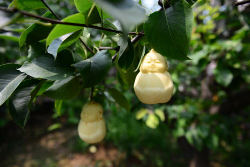 cctvnews - A unique bite! Pears shaped with Buddha facesHave...