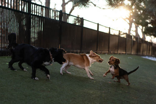 Loring Dog Park Zoomies