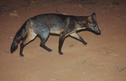 canidcompendium:The Crab-eating Fox (Cerdocyon thous) is a species of canid native to South America.