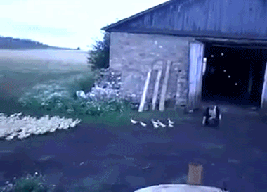 onlylolgifs:  Russian man orders ducks to attention, marches them into barn!