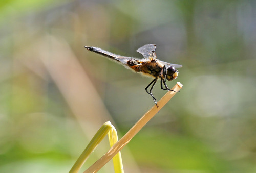 Four-spotted chaser/skimmer.