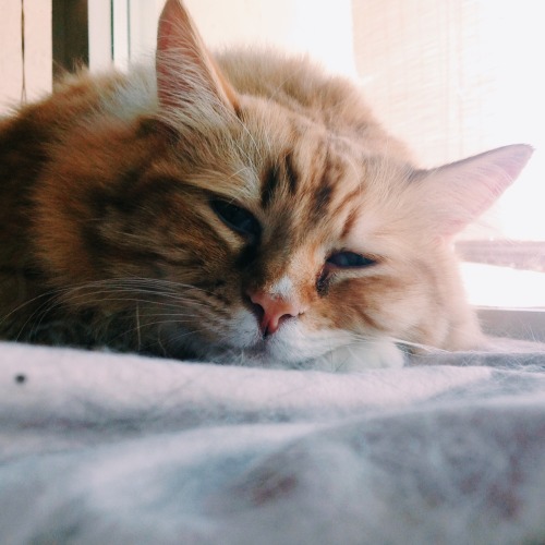 emmysaurus:  My baby kramer 