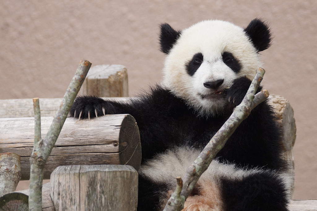 giantpandaphotos:  Yuhin at Adventure World in Wakayama, Japan, on May 31, 2013.