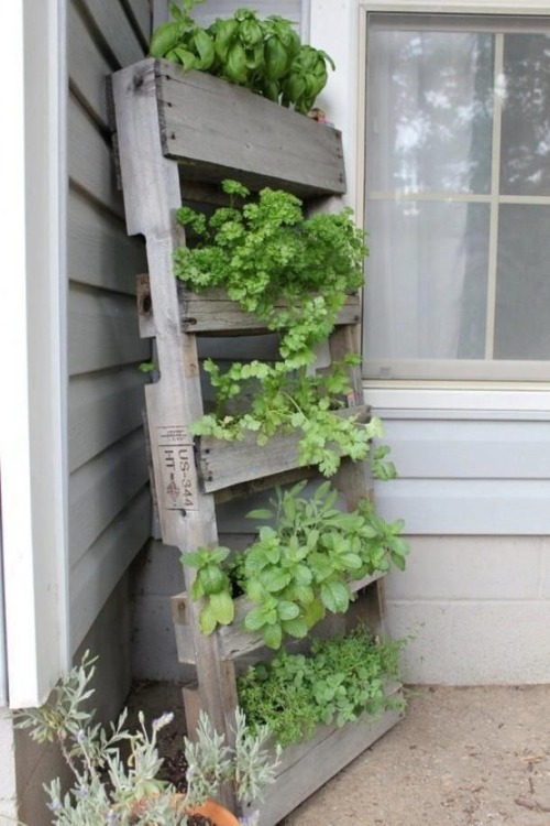 Fill that unused corner of the deck, patio, backyard with an herb pallet farm. First, find a good clean pallet (preferably one that is NOT chemically treated, look for MB stamped on the side OR signs of chemical residue). When a good pallet is found...