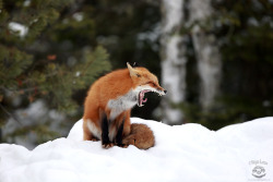 everythingfox:  Why is he so angry like calm down  He only yawn!