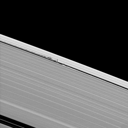 astronomyblog:Ripples in the rings of Saturn caused by the orbit of small moons (Pandora, Pan, Prome