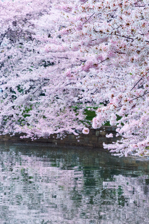 1uvo:  Washington DC Cherry Blossoms (by MichellePhotos2) 