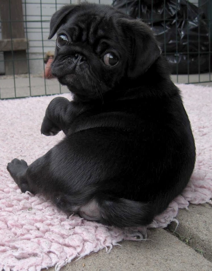 pugsequalsdrugs:  Are you looking at my butt?