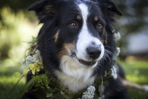 murmeldjur:  I made Sheila a flower collar and it was fun for about 15 minutes then we took it of. 