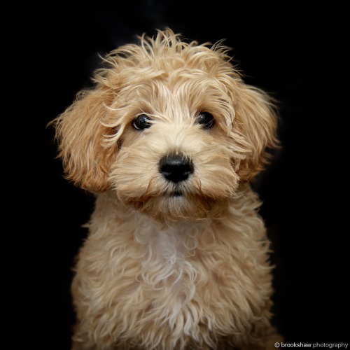 Some friends got a new schnoodle puppy and called him ‘Ted’!How perfect?! :-)