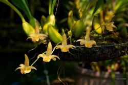 orquidofilia:Bulbophyllum palawanense.By Tuck Orchids.