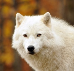 beautiful-wildlife:  A Portrait Of A Wolf In Autumn by Natally