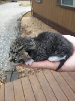 awwww-cute:  Found this little guy hiding under my lawn mower