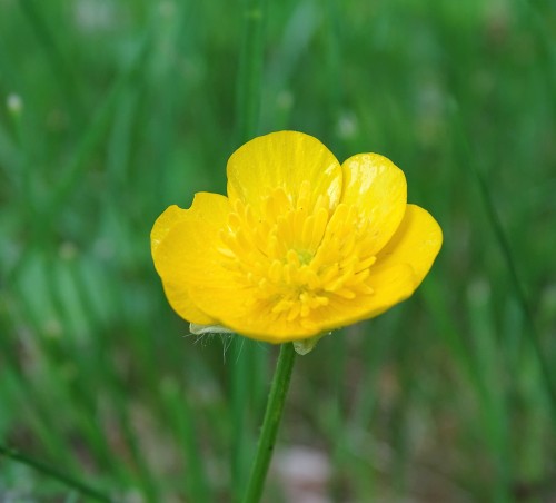 Sunny yellow BUTTERCUPS make my heart SING