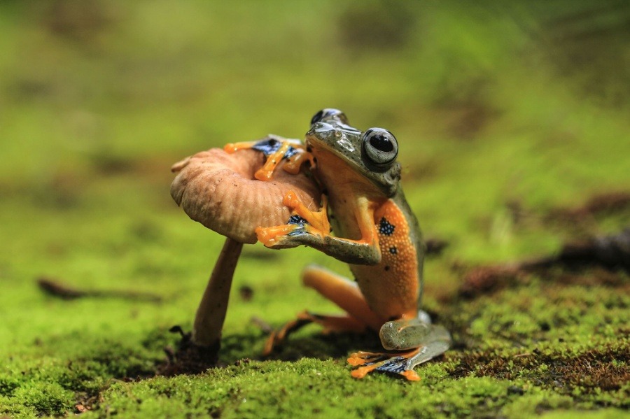 creatures-alive:  Waiting by Mang Day  