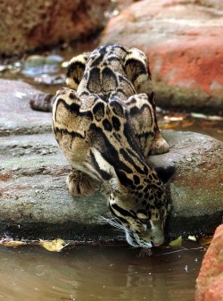 passius:  this-is-wild:      passius:  Clouded leopard(mstanley2710) 