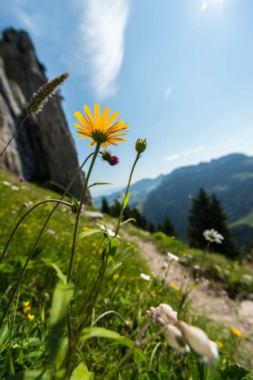 wanderthewood:  Summer in Switzerland by @marco 