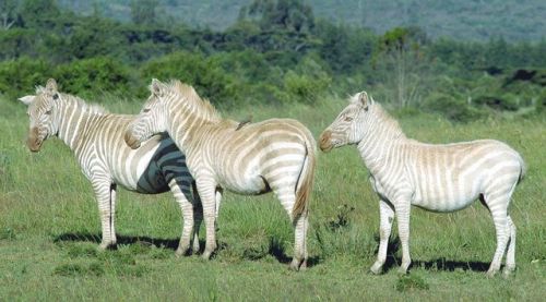 Blonde Zebras