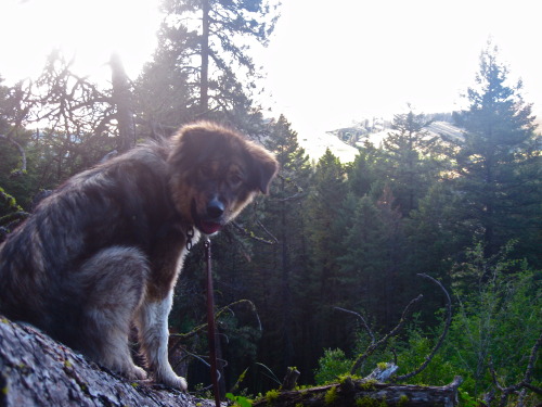 She’s a pain in the ass to hike with, seeing as she has no idea what to do with a leash besides pull