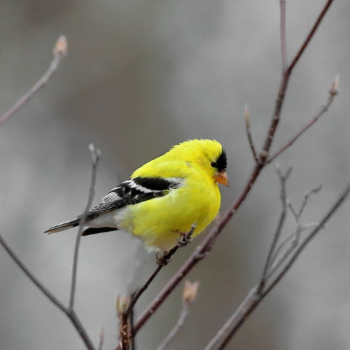 A brilliant yellow bird, on a dreary spring day.