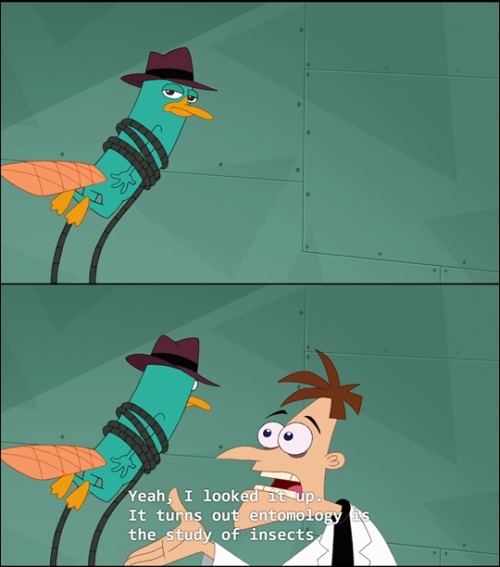 adhd-vibes: fandomquoter: Phineas and Ferb - Season Four - “My Sweet Ride” ok but this l