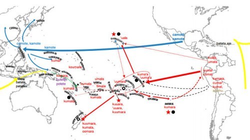 bad-dominicana:fearfullymade-locs:caribbeancivilisation:How The Sweet Potato Crossed The Pacific Way