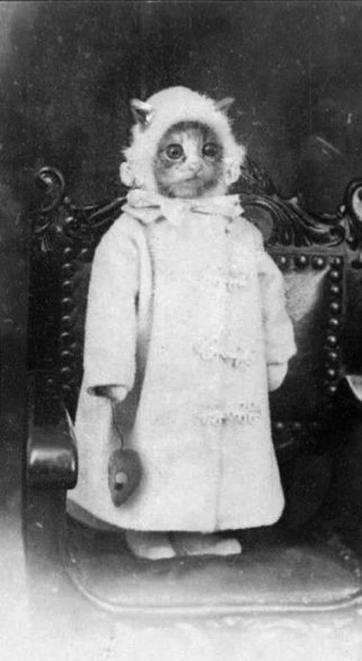passingelsewhere:  takin’ my catip mouse and headin’ fer bed … mrow