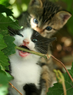 thefrogman:  From Behind….(feral kittens)