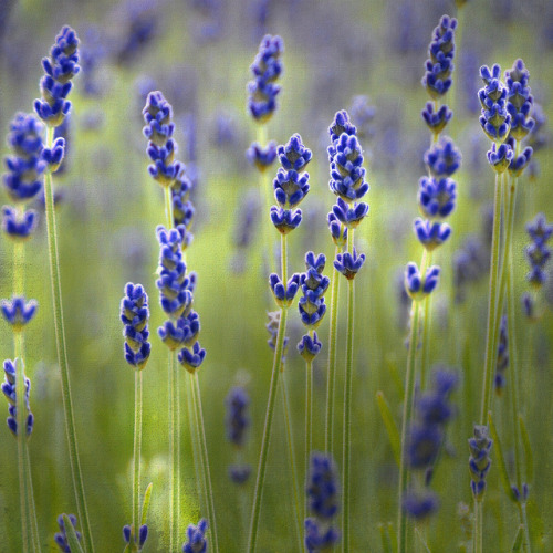 LAVENDERGLOW IN THE FOG&hellip; by Weirena on Flickr.