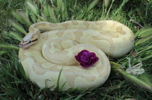 i-m-snek:  Raina shed and is just so beautiful. I will never understand how these guys can be so elegant, and yet so ridiculous. After this photo shoot she shoved her face directly into the grass. LOL  