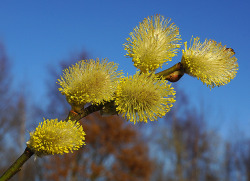 outdoormagic:  Salix caprea by Hydraheerd on Flickr.