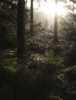 90377:  misty wood sun by magnus dovlindInstagram