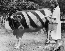 sixpenceee:  Painting a Cow, 1939. As they were recognised as potential traffic hazards during the Blackouts of World War Two, some farmers took to painting their cows with white stripes so they could be seen by motorists.