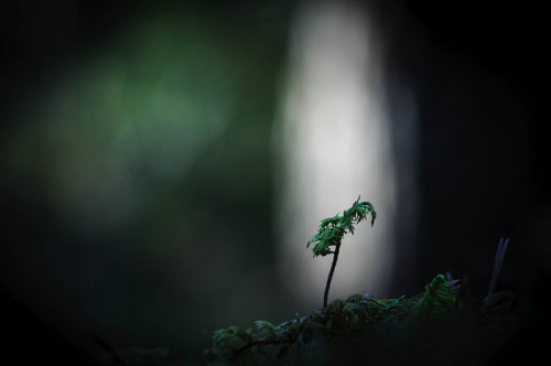 Shine on me! by HOKarlsson on Flickr.