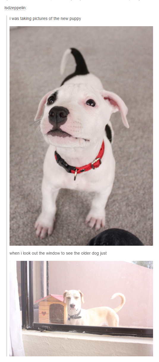 itsstuckyinmyhead:Dogs and Tumblr