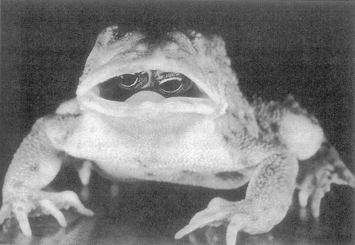 crazyratladee: This is a picture of a Goldschmidt toad that has a mutation that caused its eyes to g