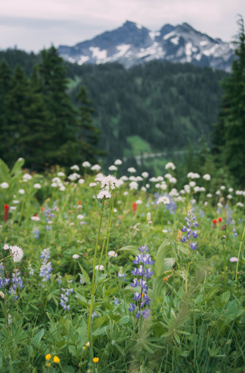 millivedder:So many wildflowers, I could sit here all day