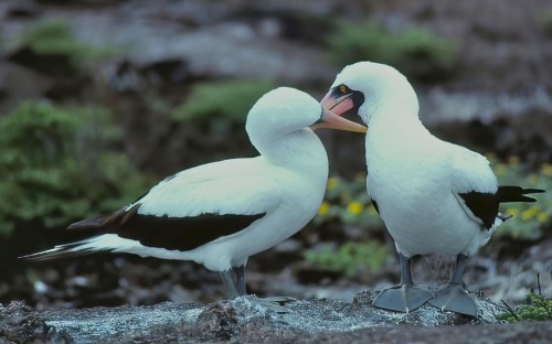 Nazca Booby (Sula granti)© Greg Plowman