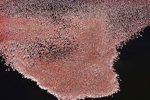 audidas:  Flamingos Lake Naruku, Kenya