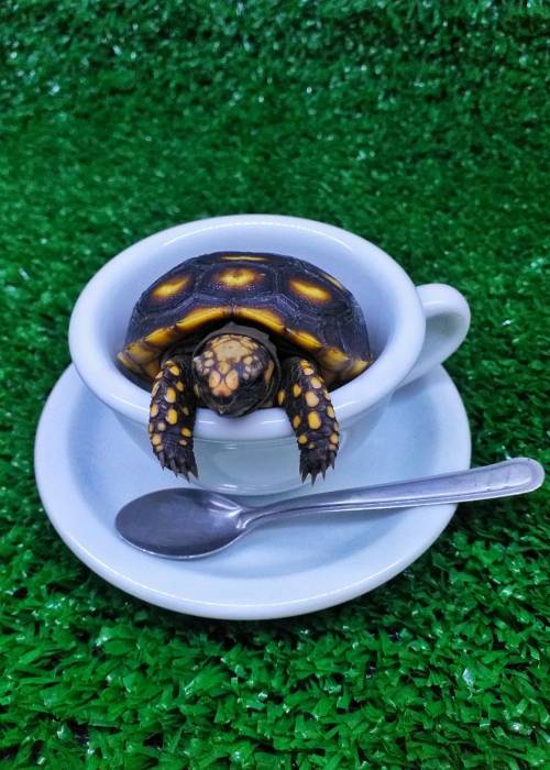 tortus-blog:Baby Tortoise. – https://ift.tt/3vVier4 Tea Time with a Tiny Tortoise :D 