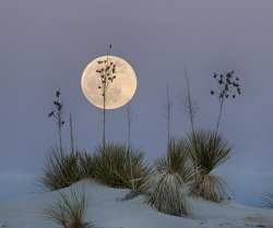 loveandaquestion:Moon at White Sands by snowpeak on Flickr.