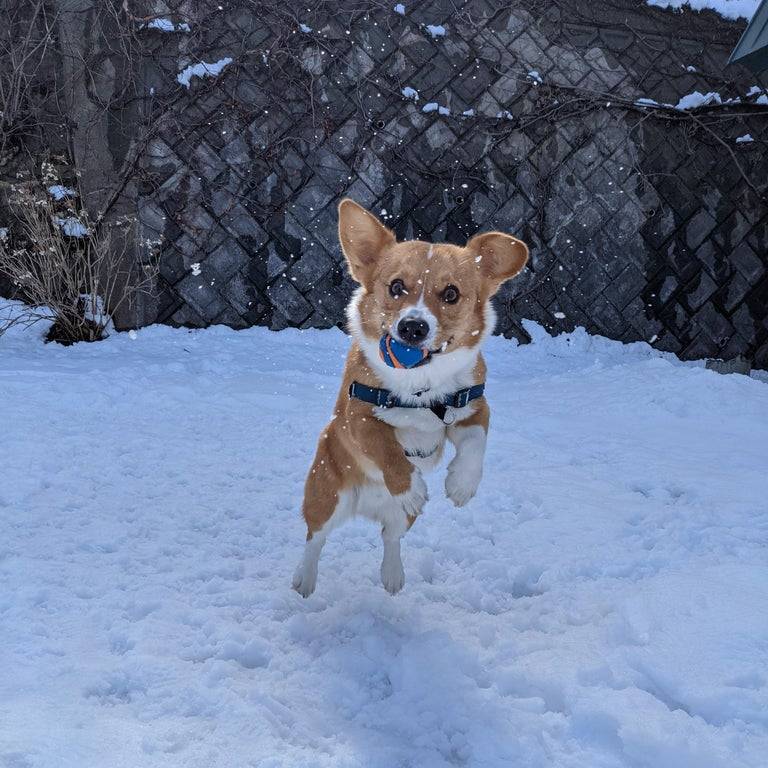 snow corgo! 📷 from serooo22