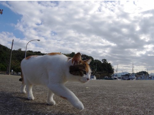 漁村を悠々と闊歩する三毛さん。毎日魚をもらってしっかり食べてます。A calico cat walking in the fishing village leisurely. She gets fis