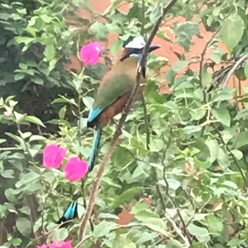 A Toh bird outside my office window today. Their colorful beauty and whimsical tail never fail to pu