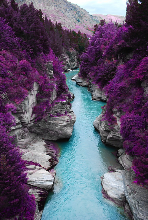 mujertropical:touchdisky:Purple Forest America by WorldMarkSP