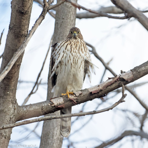 Cooper’s HawkBrooklyn Bridge Park, Pier 1