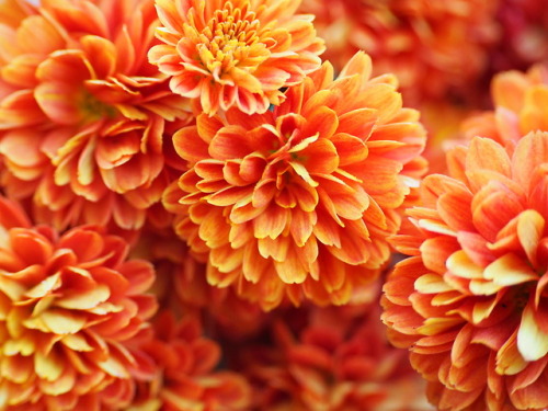 forgottenmorsecode:Shades of chrysanthemums, yellow and orange